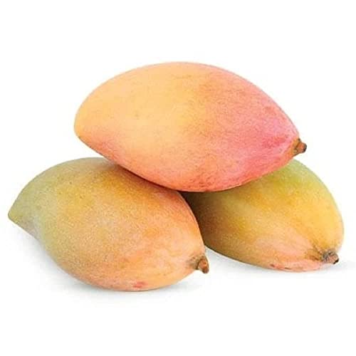 Fresh Mango Totapuri 1 Kg (2-5 pcs). - Image 2
