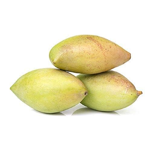 Fresh Mango Totapuri 1 Kg (2-5 pcs). - Image 3