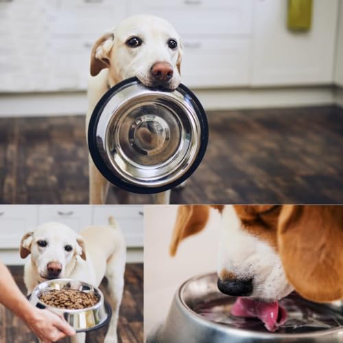 Madhabi Stainless Steel Pet Bowl
