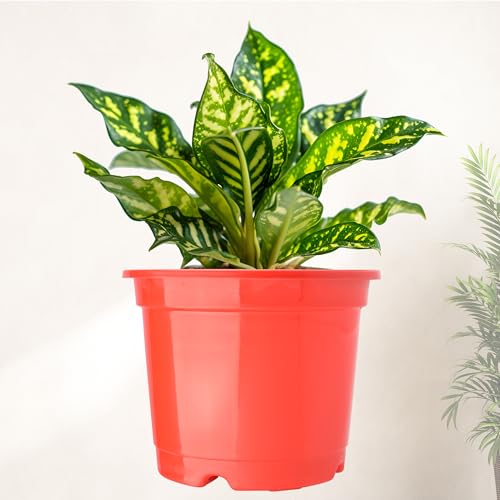 Kuber Industries Flower Pot