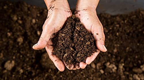 DIVINE TREE Supergrow Cow Dung