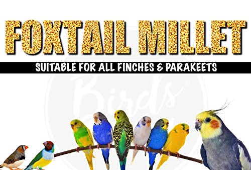 The Birds Company Foxtail Millet
