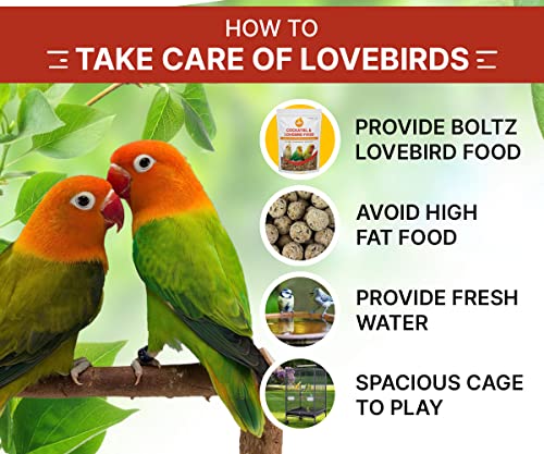Boltz Adult Bird Food