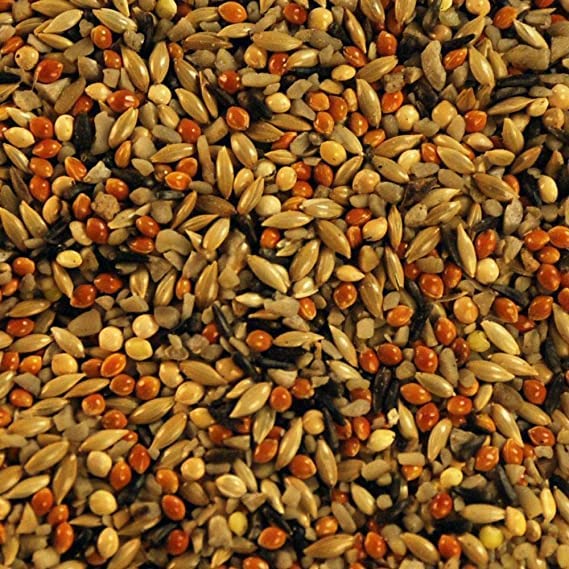Bird Food Feeder and Water