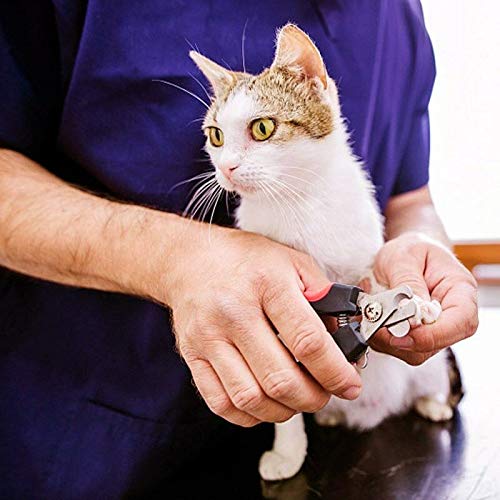 Pets Empire Dog & Cat