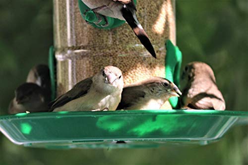 Amijivdaya Large Bird Feeder with Holding Handle (Pack of 1) - Image 6