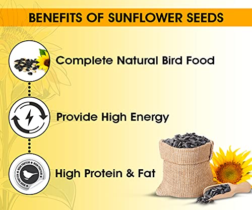 BOLTZ Striped Premium Sunflower Seeds