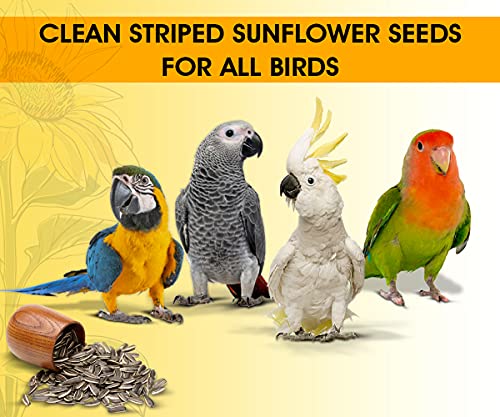 BOLTZ Striped Premium Sunflower Seeds