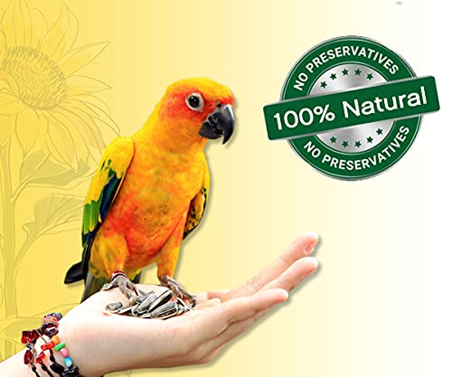 BOLTZ Striped Premium Sunflower Seeds