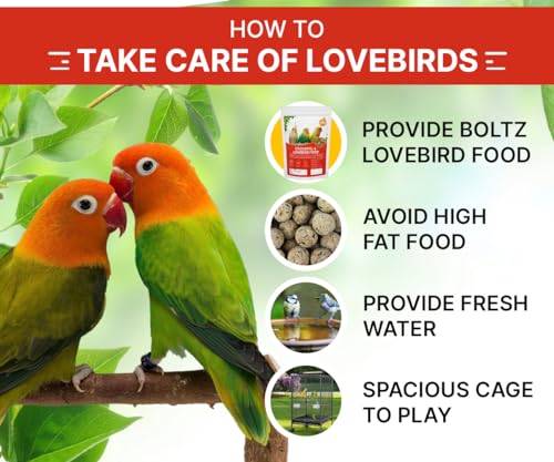 Boltz Adult Bird Food