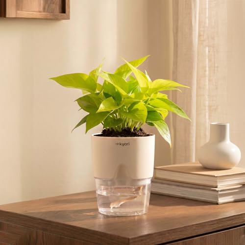 Kyari Golden Money Plant Indoor