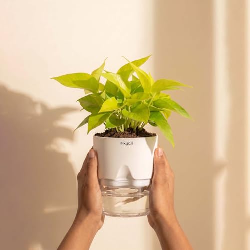 Kyari Golden Money Plant Indoor
