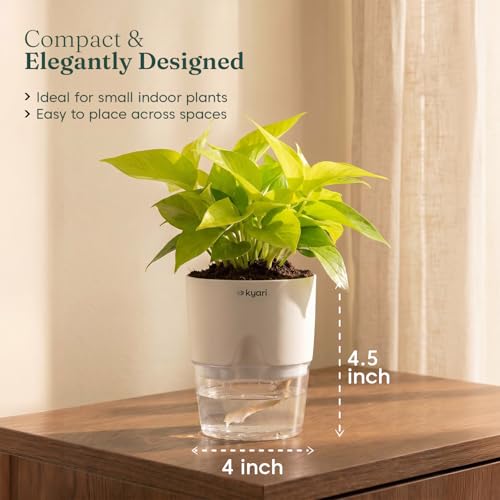 Kyari Golden Money Plant Indoor