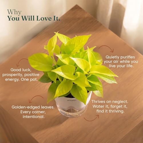 Kyari Golden Money Plant Indoor