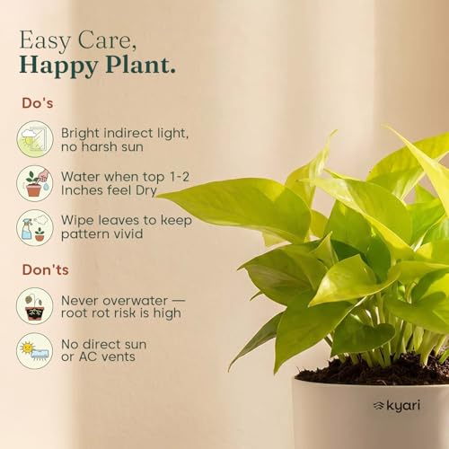 Kyari Golden Money Plant Indoor
