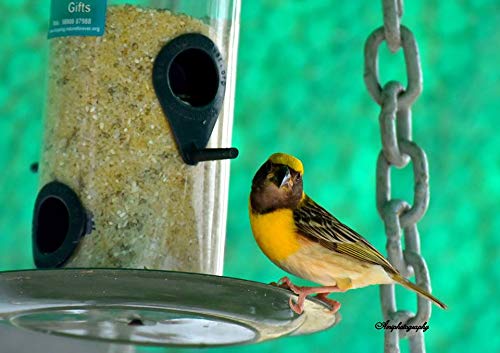 Bird Feeder, Transparent (2 Pieces) - Image 5