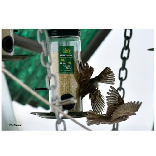 Bird Feeder, Transparent (2 Pieces) - Image 7