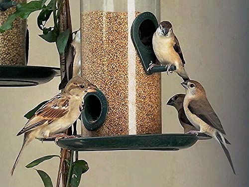 Kangni Seed Bird Food, Small Size [1900 Gram] - Image 6