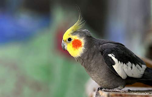 All Life Stages Dry Bird