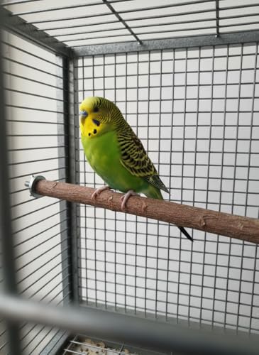 Natural Neem Wood Bird Perch