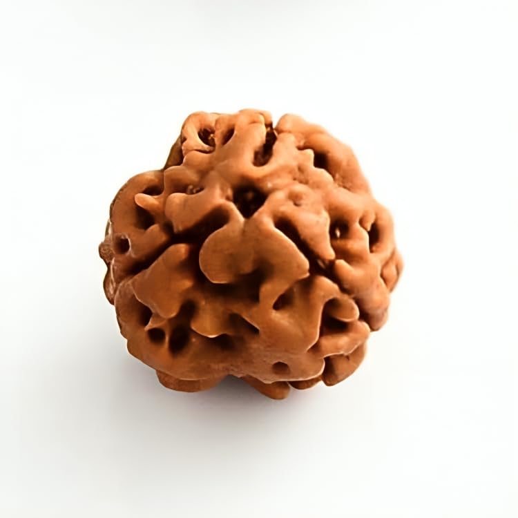 Natural 3 Mukhi Rudraksha