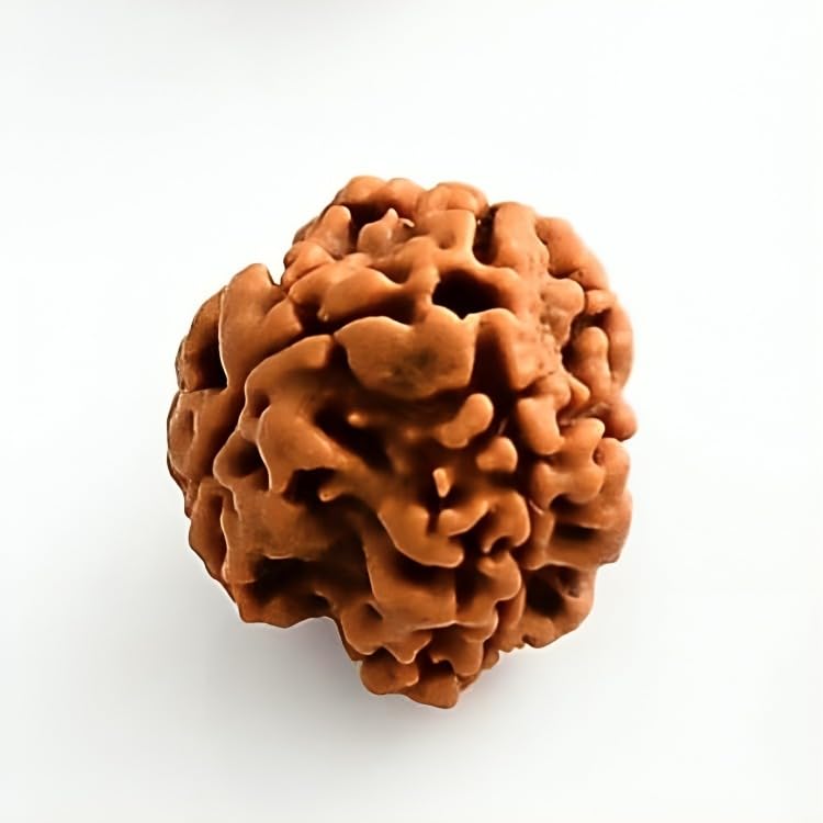 Natural 3 Mukhi Rudraksha - Image 2