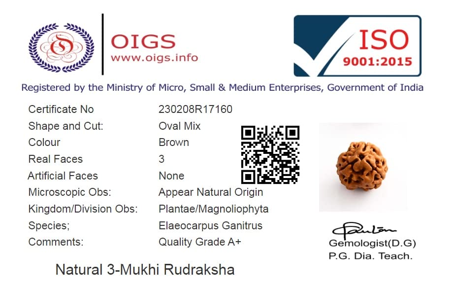 Natural 3 Mukhi Rudraksha - Image 3