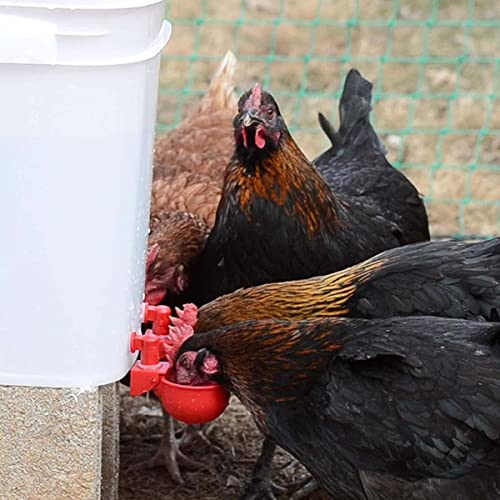 HASTHIP® 6 Pcs Chicken Feeder