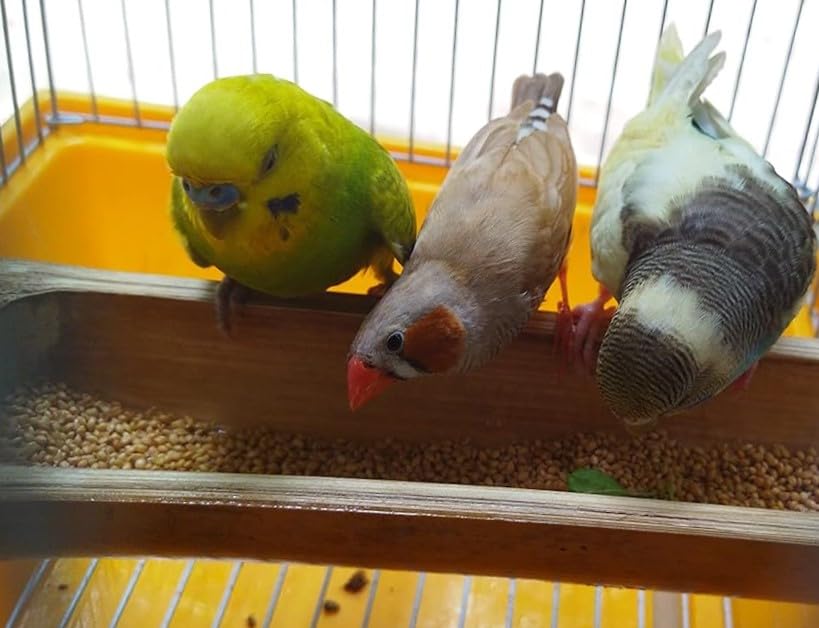 Boltz Bird Food for Budgies