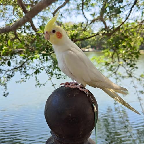 300 cm Bird Harness,
