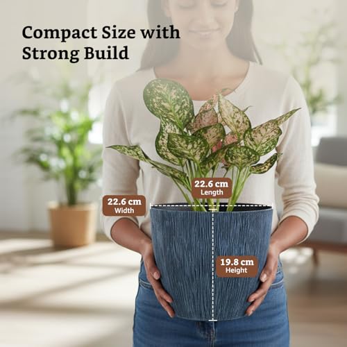Amazon Brand- Solimo Indoor