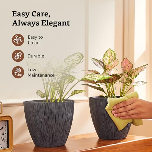 Amazon Brand- Solimo Indoor
