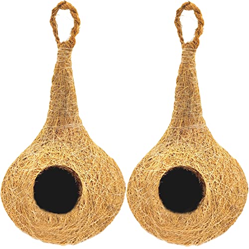 LIVEONCE Natural bhaya Bird nest