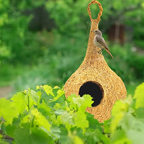 LIVEONCE Natural bhaya Bird nest