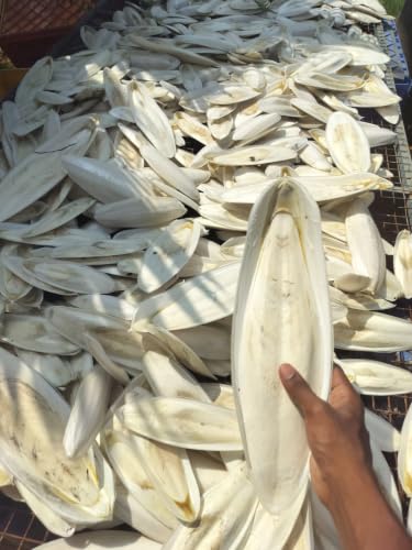 ZION Cuttlefish Bone for Birds,150g