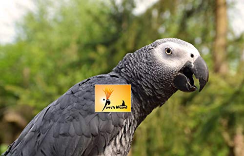 Adult Dry Bird Food Imported