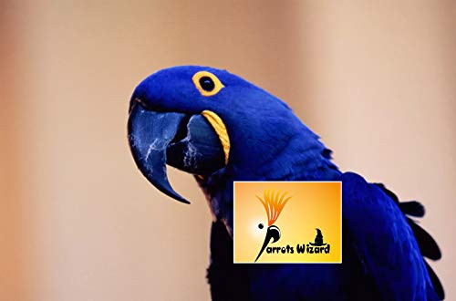 Adult Dry Bird Food Imported
