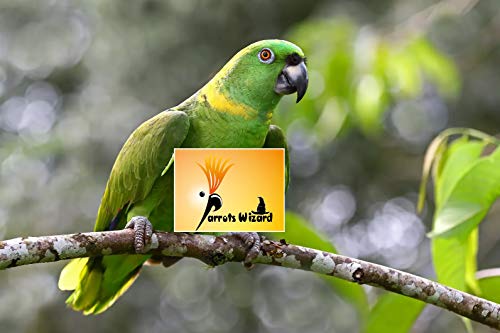 Adult Dry Bird Food Imported