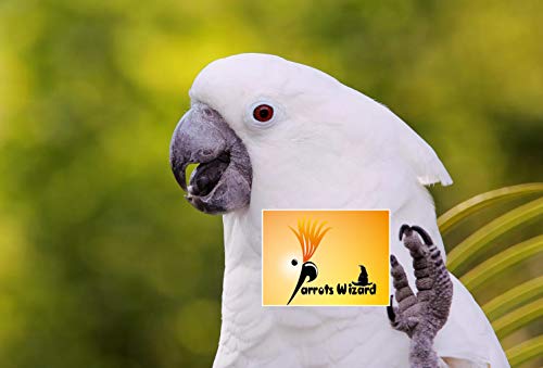 Adult Dry Bird Food Imported
