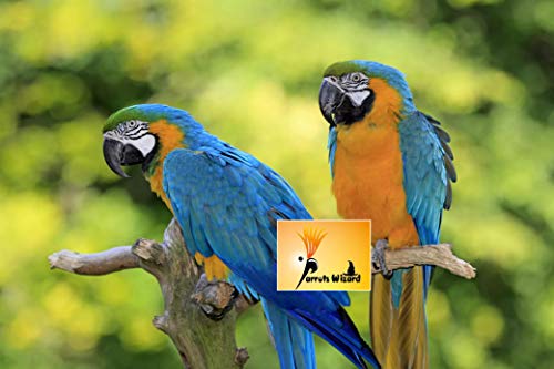 Adult Dry Bird Food Imported