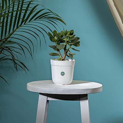 TrustBasket Rim Pot 5 inch