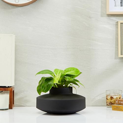 Amazon Brand - Solimo Flower