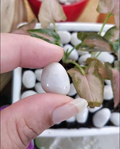 2 Kg Polished White Pebbles