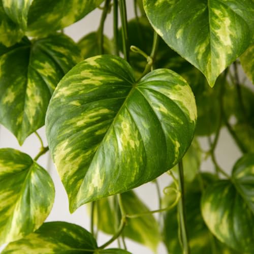 Akaar Polyester Artificial Plants Leaves