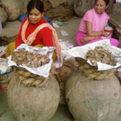 Ngari Fermented Fish of Manipur / 200 Gram - Image 7