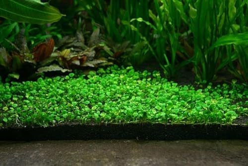 SANSEFERO Carpet Seeds/Ornament Aquatic Live