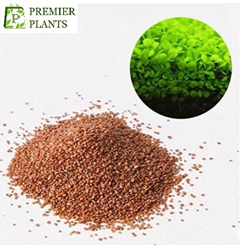 SANSEFERO Carpet Seeds/Ornament Aquatic Live