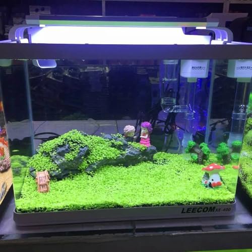SANSEFERO Carpet Seeds/Ornament Aquatic Live