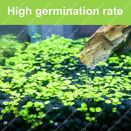 SANSEFERO Carpet Seeds/Ornament Aquatic Live