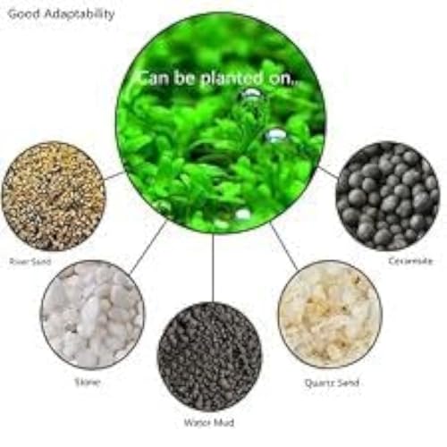 SANSEFERO Carpet Seeds/Ornament Aquatic Live